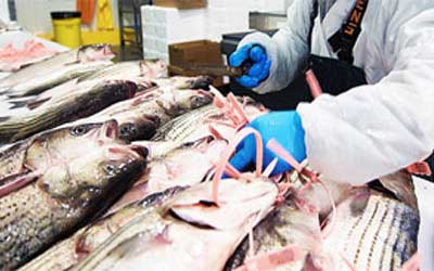 海鮮水產(chǎn)冷庫(kù)的建造及設(shè)計(jì)要點(diǎn)！